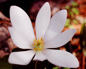Sanguinaria 1771